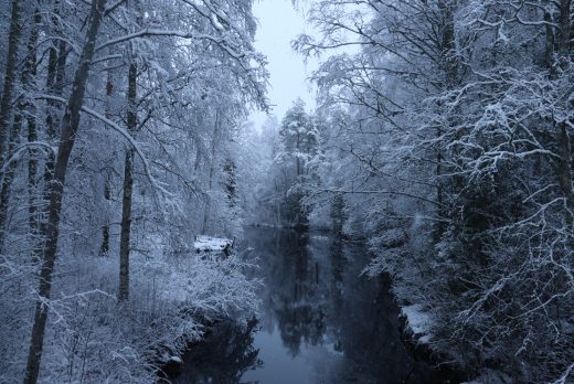 Talvinen kuva. Lumiset puut ja joki.
