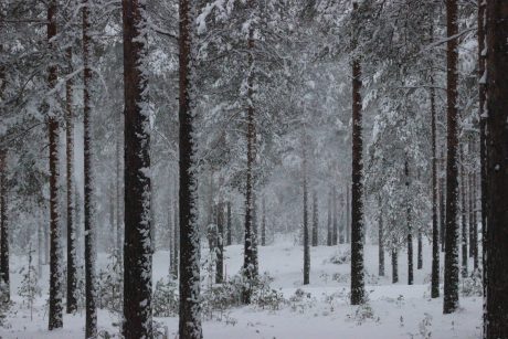 Vähäiset puunkaadot Lestijärven asemakaava- ja rantakaavojen alueilla