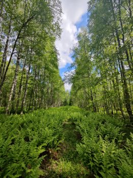 metsä.