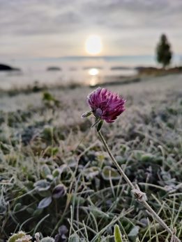 Kuvassa apila ja syksyinen järvimaisema.