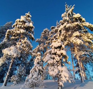 Lestijärven kunnan hyvinvointikysely