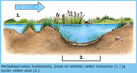 Kosteikko pidättää ravinteita ja kiintoainesta ennen niiden päätymistä vesistöön. Kuva 29.9. yleisötilaisuuden esitysmateriaalista